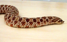 Het female2