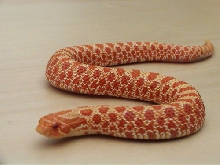 Albino male