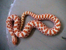 Albino male