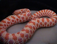 Albino Hognose