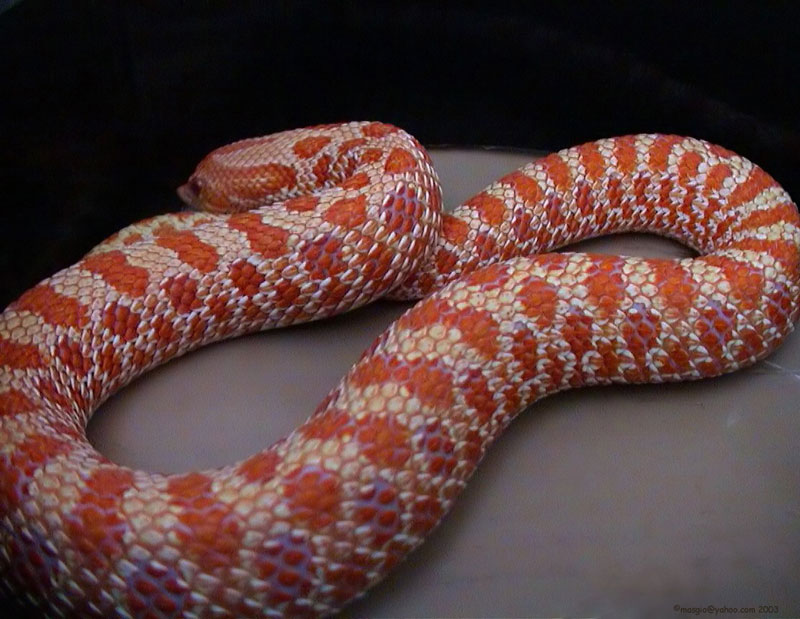 Albino Hognose
