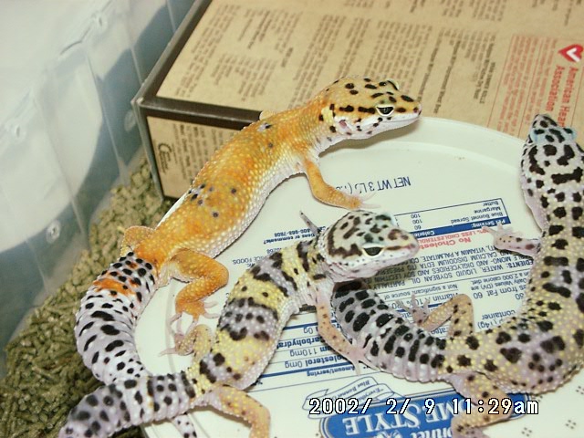 Nice baby tang