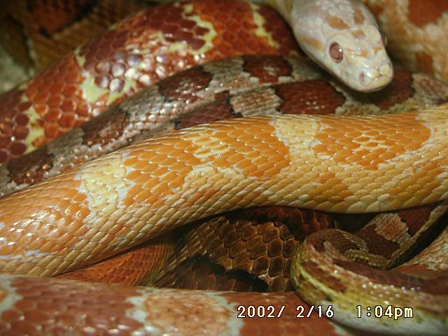 Multi Corns
