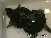 Snapping turtle