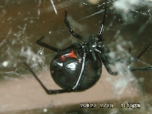 Black Widow