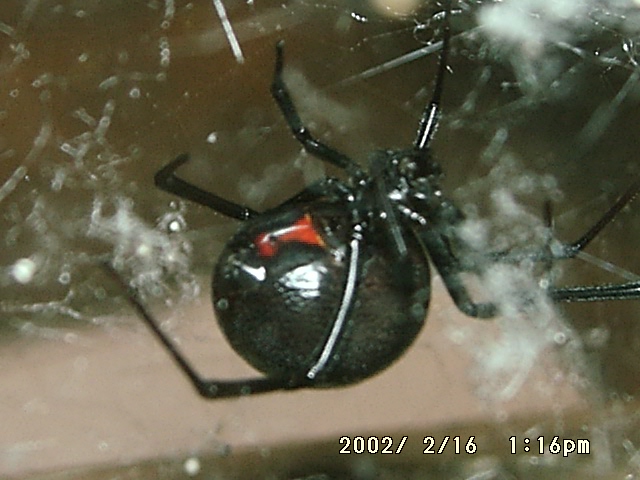 Black Widow