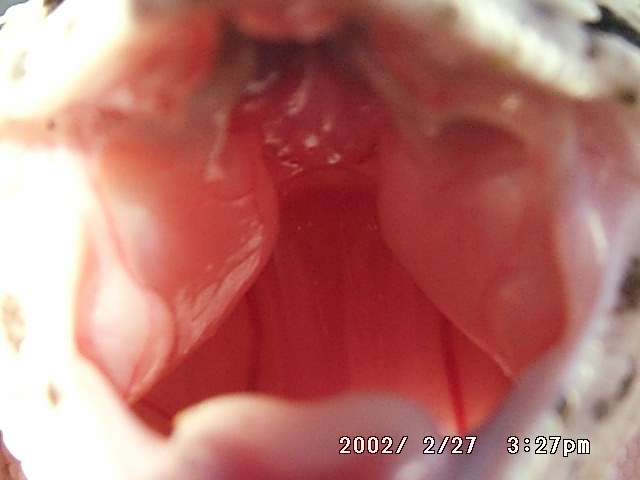 Open up and say ahhhh
