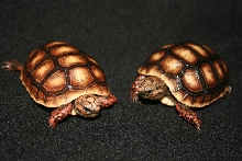 Redfoot babies