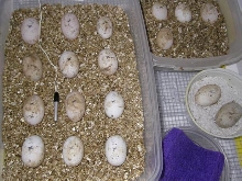 Russian eggs