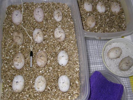 Russian eggs