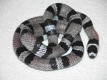Anery Honduran het Amel