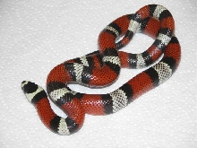 Tri-color Honduran double het Snow