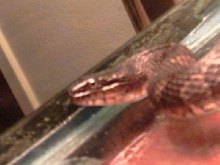 N. s. sipedon 0