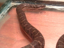 N. s. sipedon 2