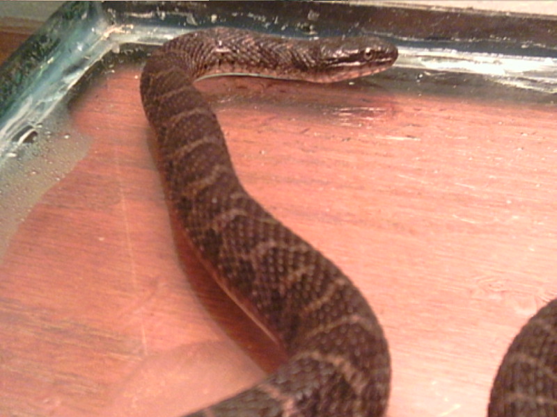 N. s. sipedon 2