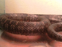 N. s. sipedon 3