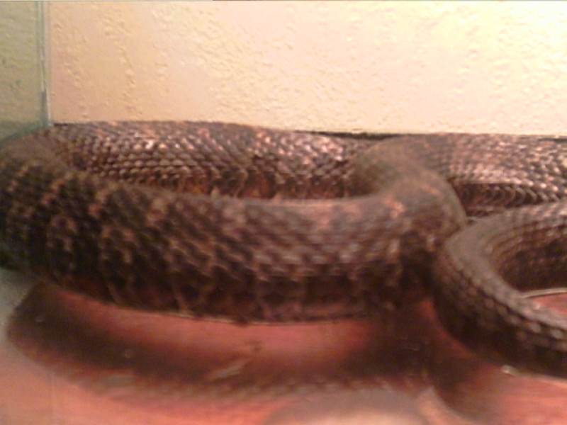 N. s. sipedon 3
