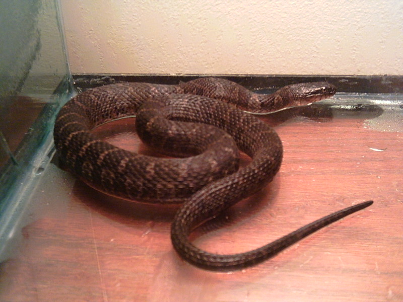 N. s. sipedon 5