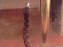 N. s. sipedon 7