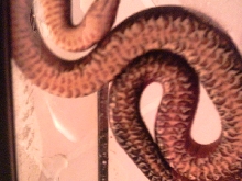 N. s. sipedon 6