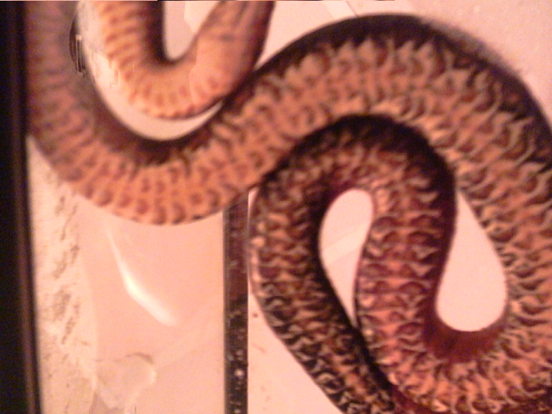 N. s. sipedon 6