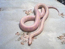 striped banana cal king