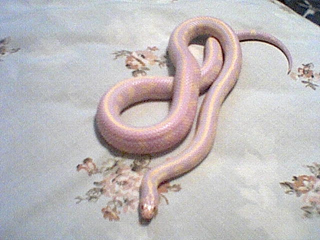 striped banana cal king
