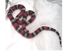 Pueblan milksnake