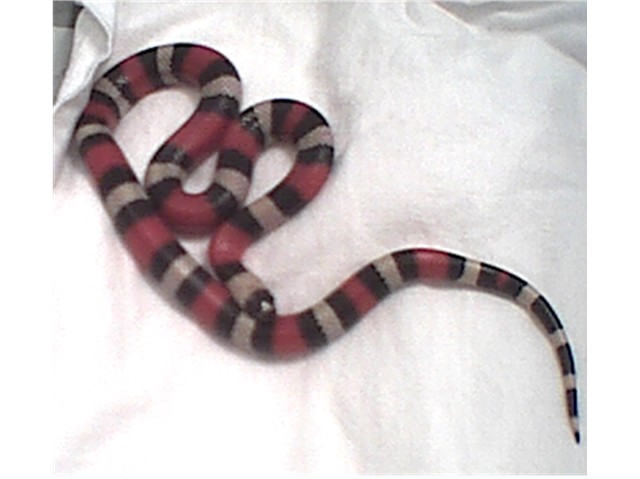 Pueblan milksnake