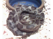 Ratsnake