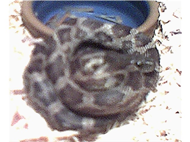 Ratsnake
