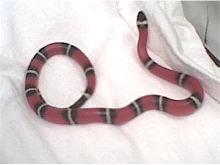 Sinaloan milksnake