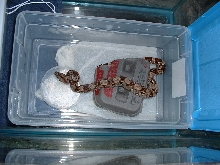 my new boa