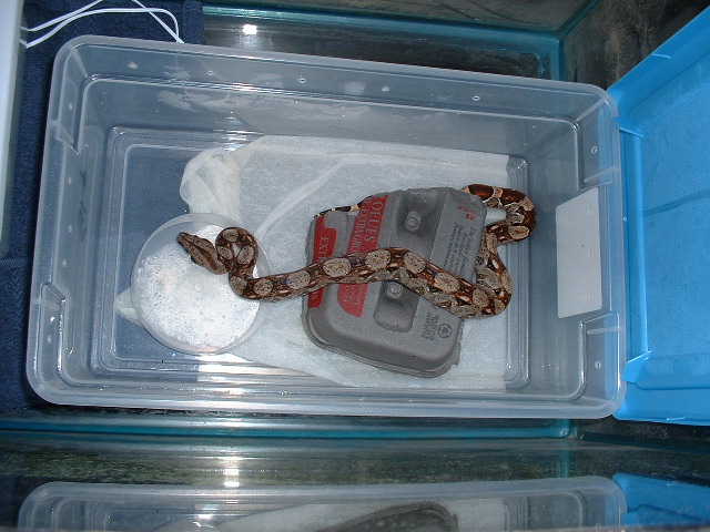 my new boa