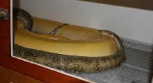 Albino green and granite male