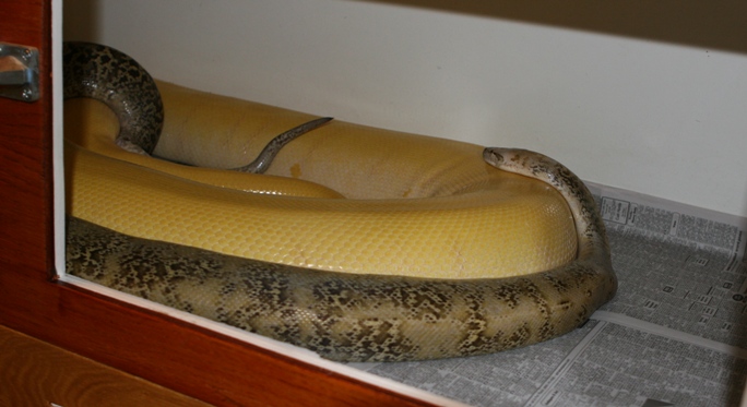 Albino green and granite male