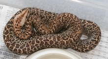 06 female Granite het albino02