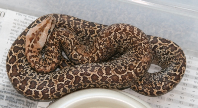 06 female Granite het albino02