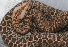 06 female Granite het albino02