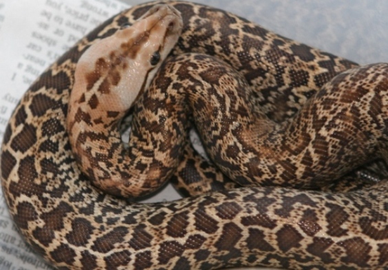 06 female Granite het albino02