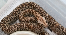 06 female Granite het albino02