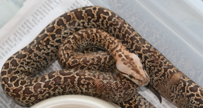 06 female Granite het albino02