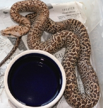 06 female Granite het albino01