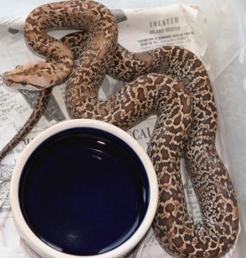 06 female Granite het albino01
