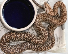 06 female Granite het albino01