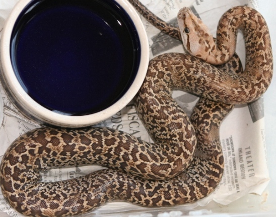 06 female Granite het albino01
