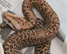 06 female Granite het albino01