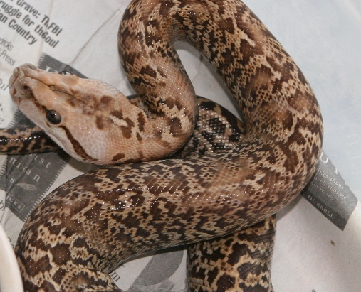 06 female Granite het albino01