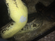Piebald?