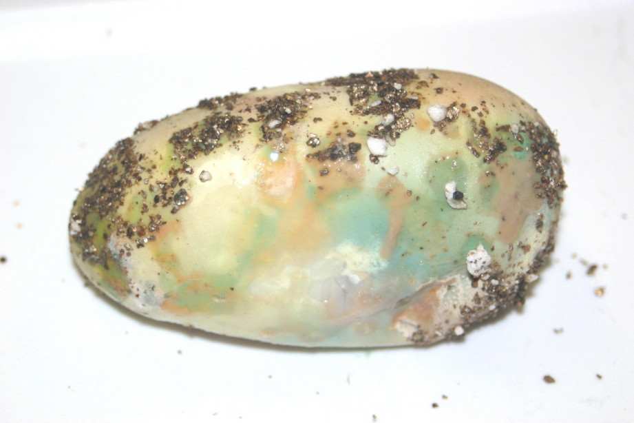 Bad Egg
